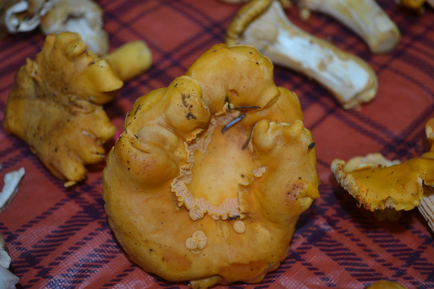 Wild Mushroom Foraging Excursion 2025