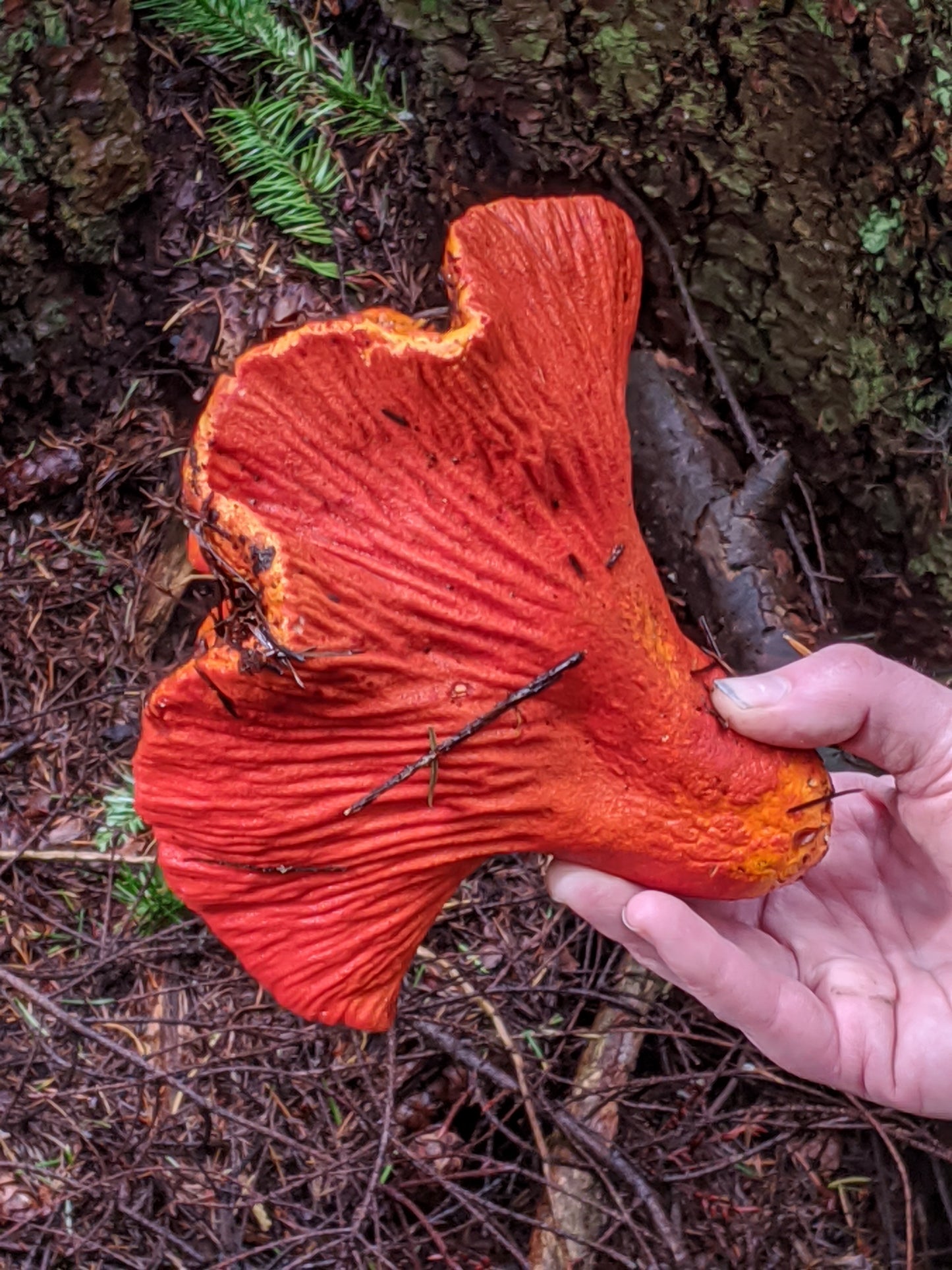 Wild Mushroom Foraging For Beginners: Prerecorded Video Class + Forest Walk