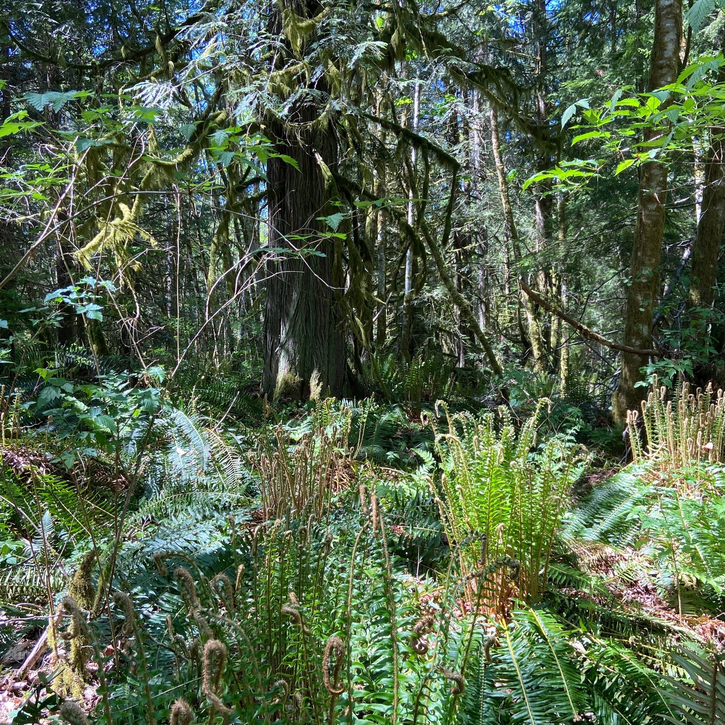 Spring Wild Mushroom Foraging Walk: In-Person Class + Forest Walk