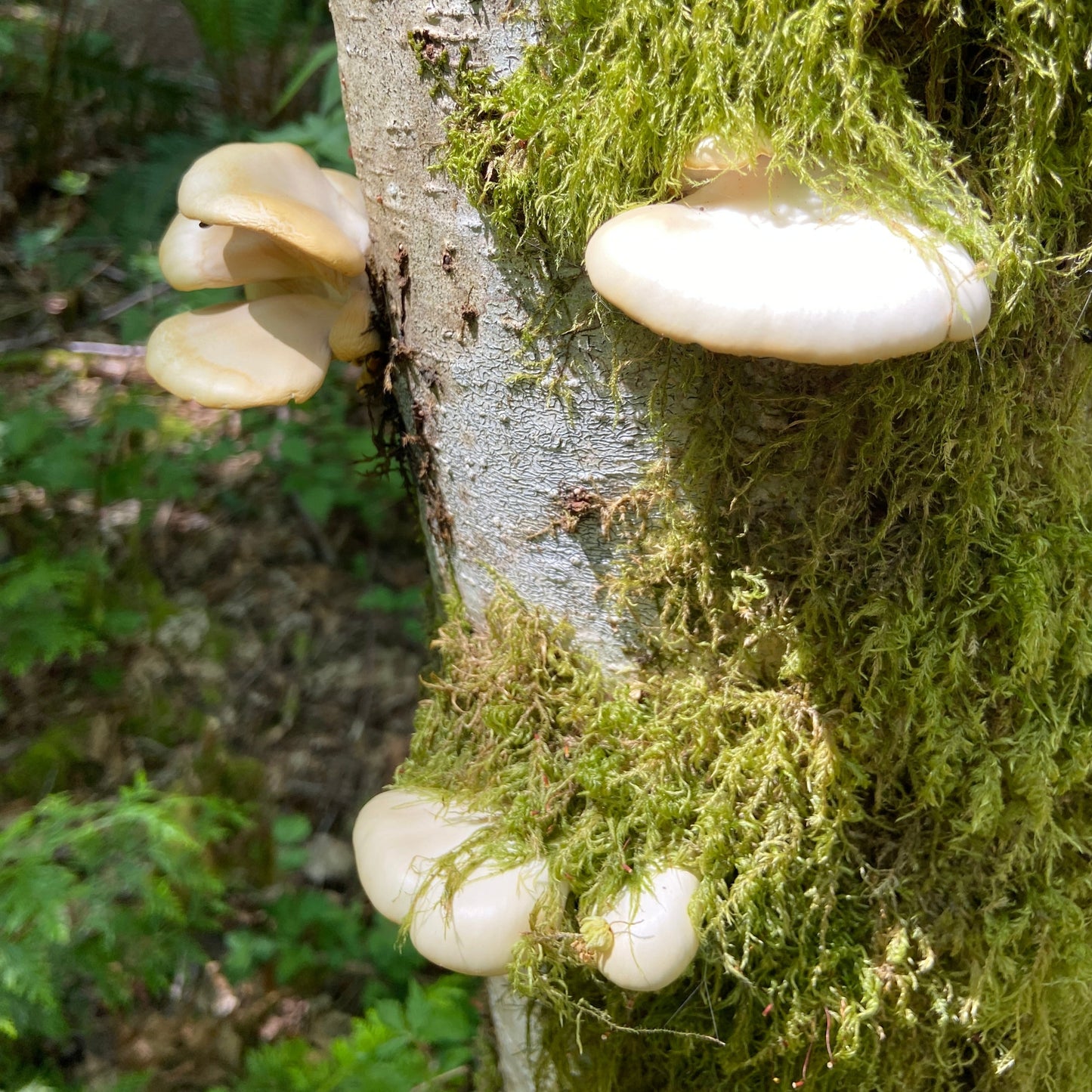 Spring Wild Mushroom Foraging Walk: In-Person Class + Forest Walk