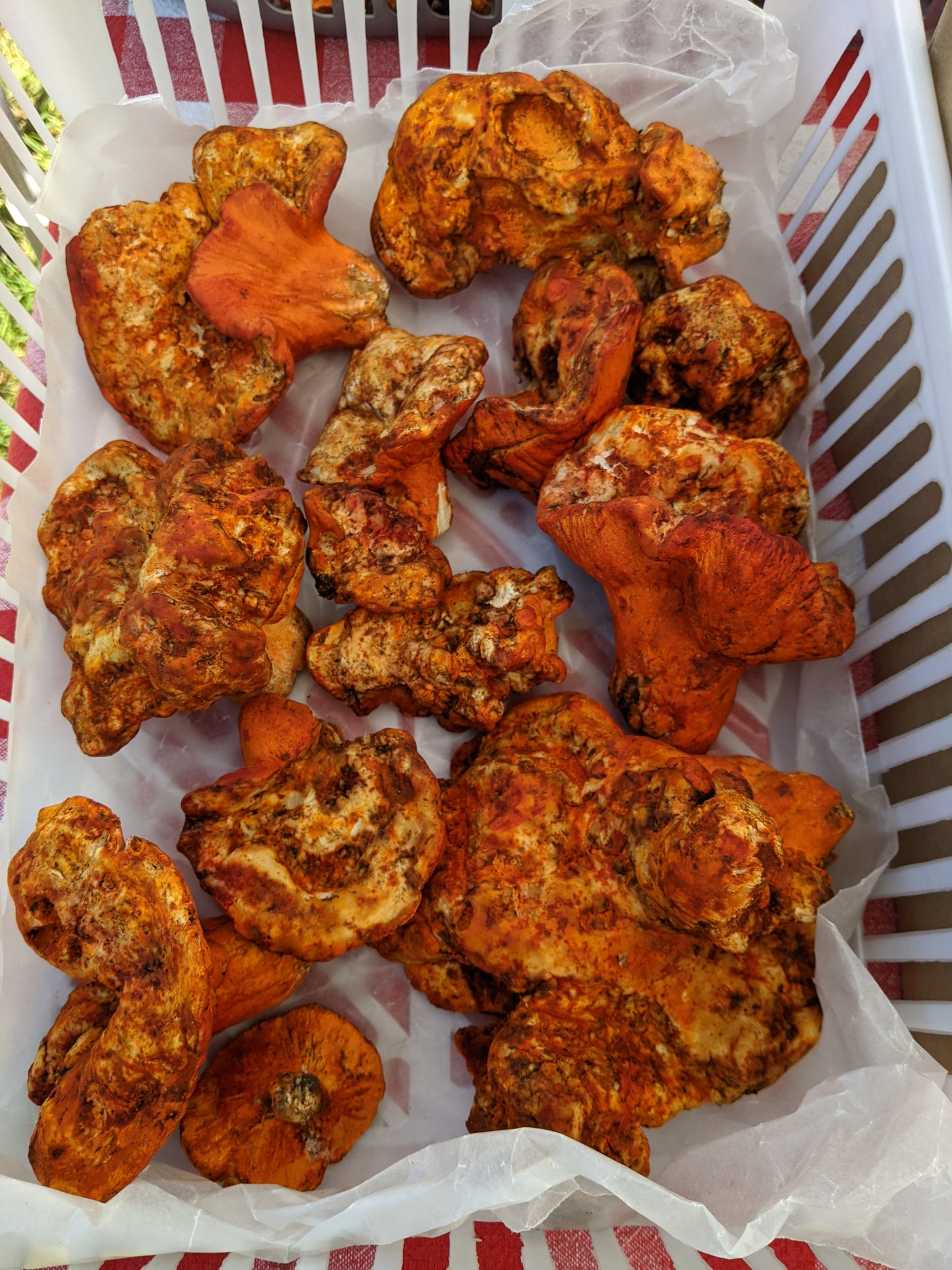 Wild Mushroom Foraging Excursion 2025