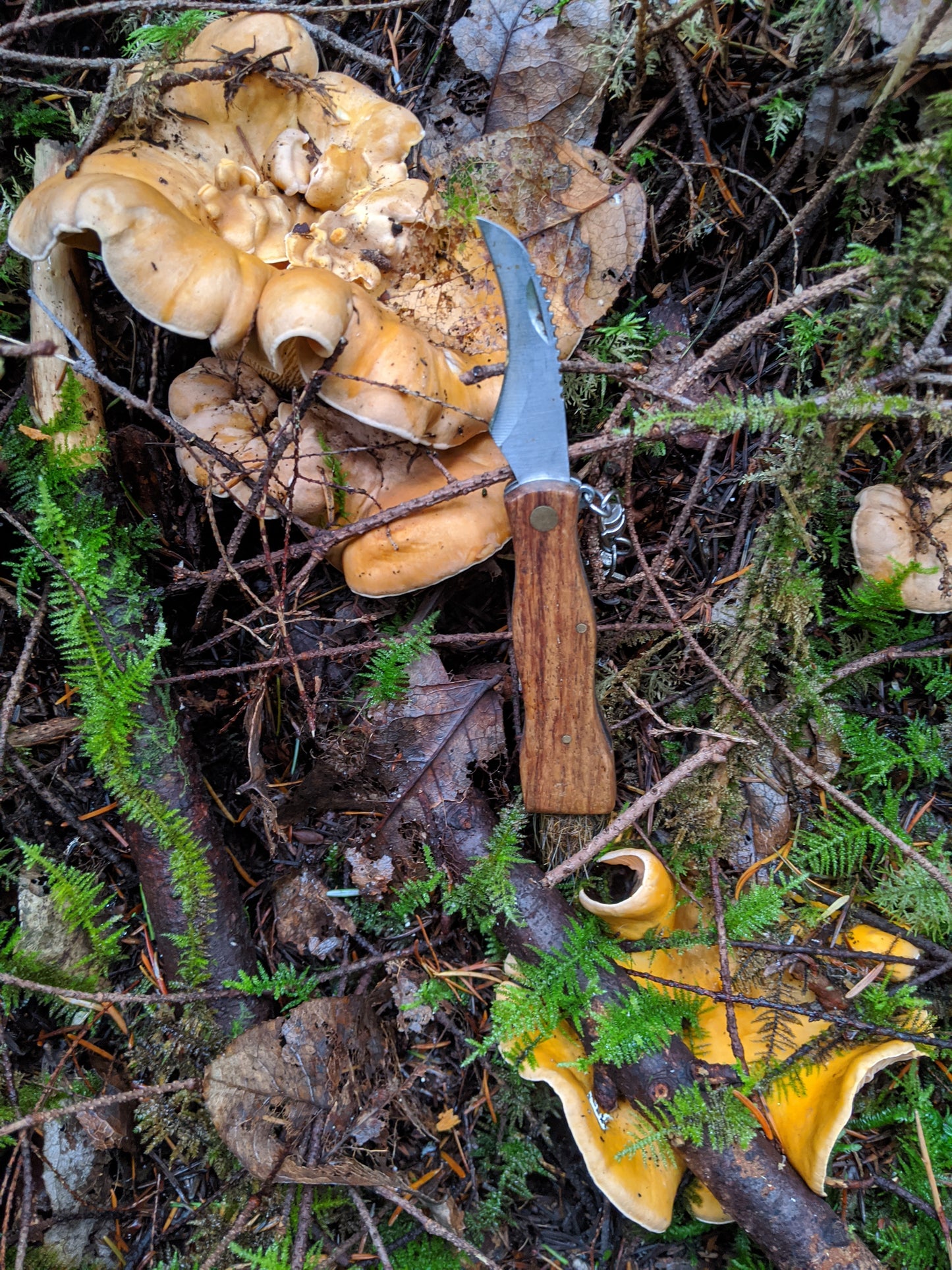Wild Mushroom Foraging Excursion 2025