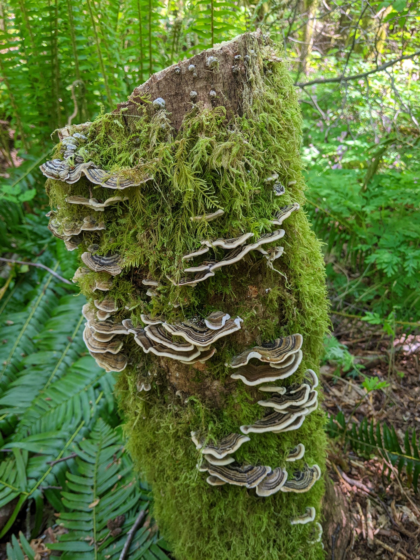 Introduction To Medicinal Mushrooms