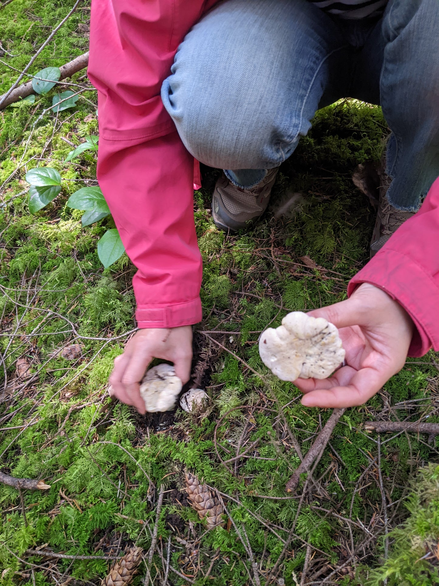 Foraged: A Wild Mushroom Retreat