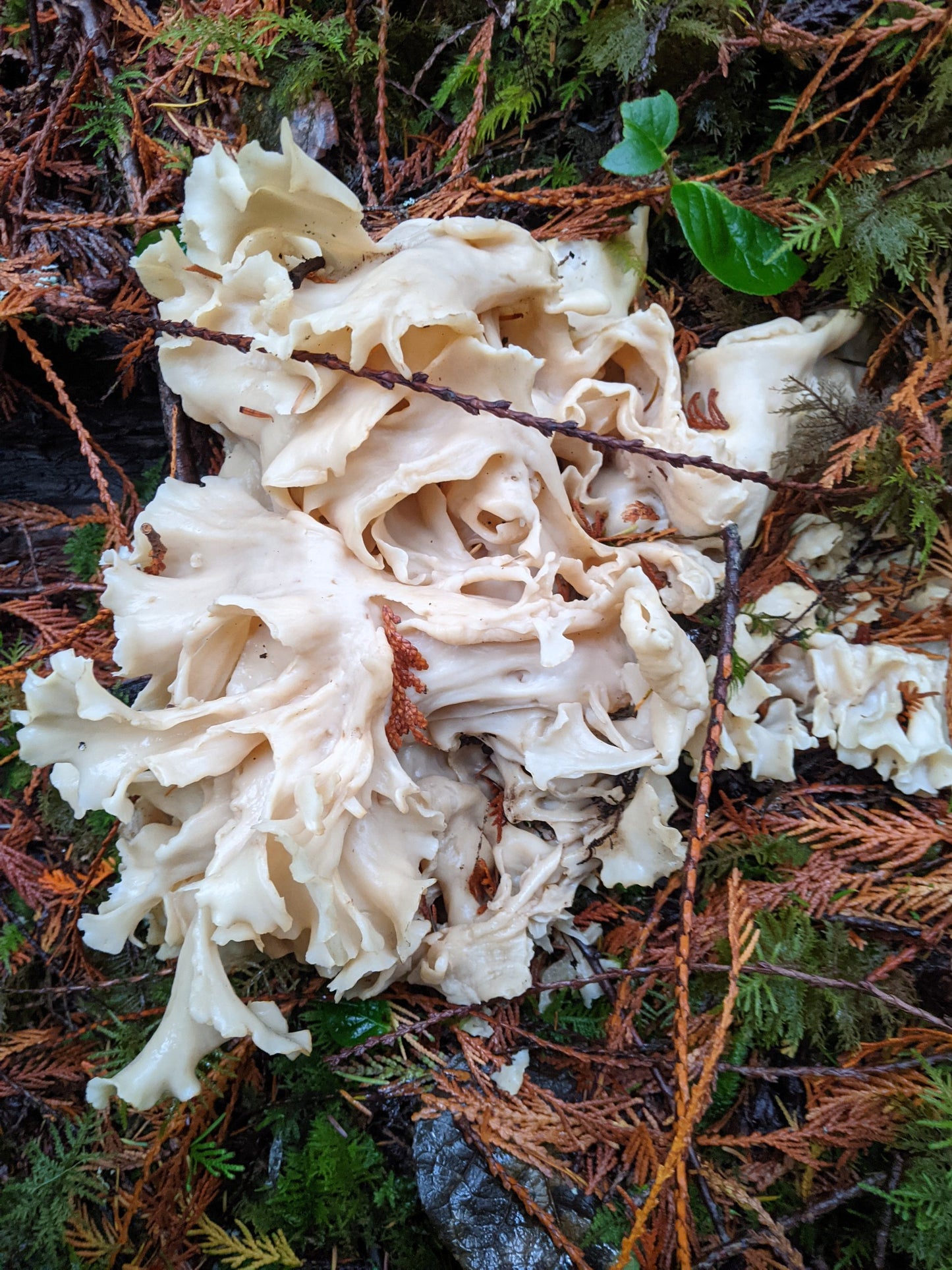 Wild Mushroom Foraging Excursion 2025