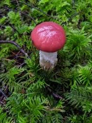 Wild Mushroom Foraging For Beginners: Prerecorded Video Class + Forest Walk