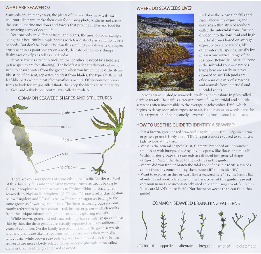 A Field Guide to Seaweeds of the Pacific Northwest by Dr. Bridgette Clarkston