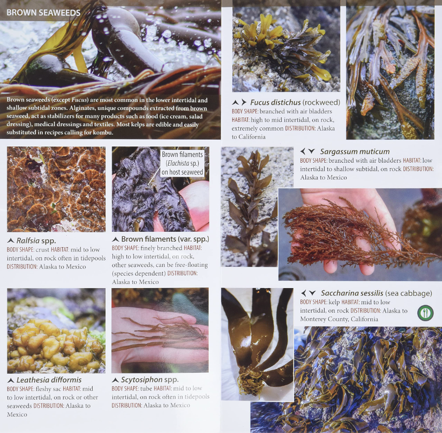 A Field Guide to Seaweeds of the Pacific Northwest by Dr. Bridgette Clarkston