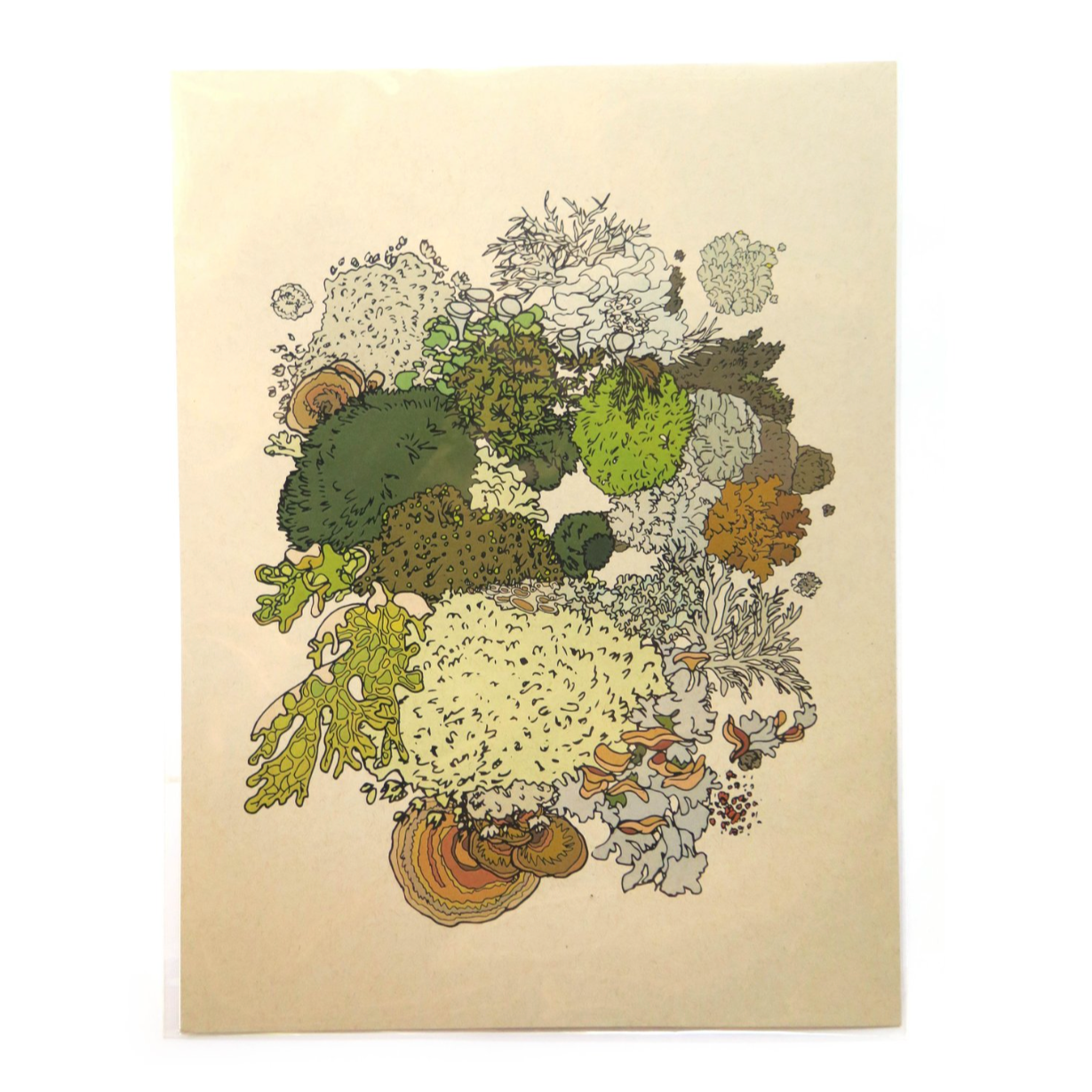 Wild Life Illustration Co. Moss and Lichen Print