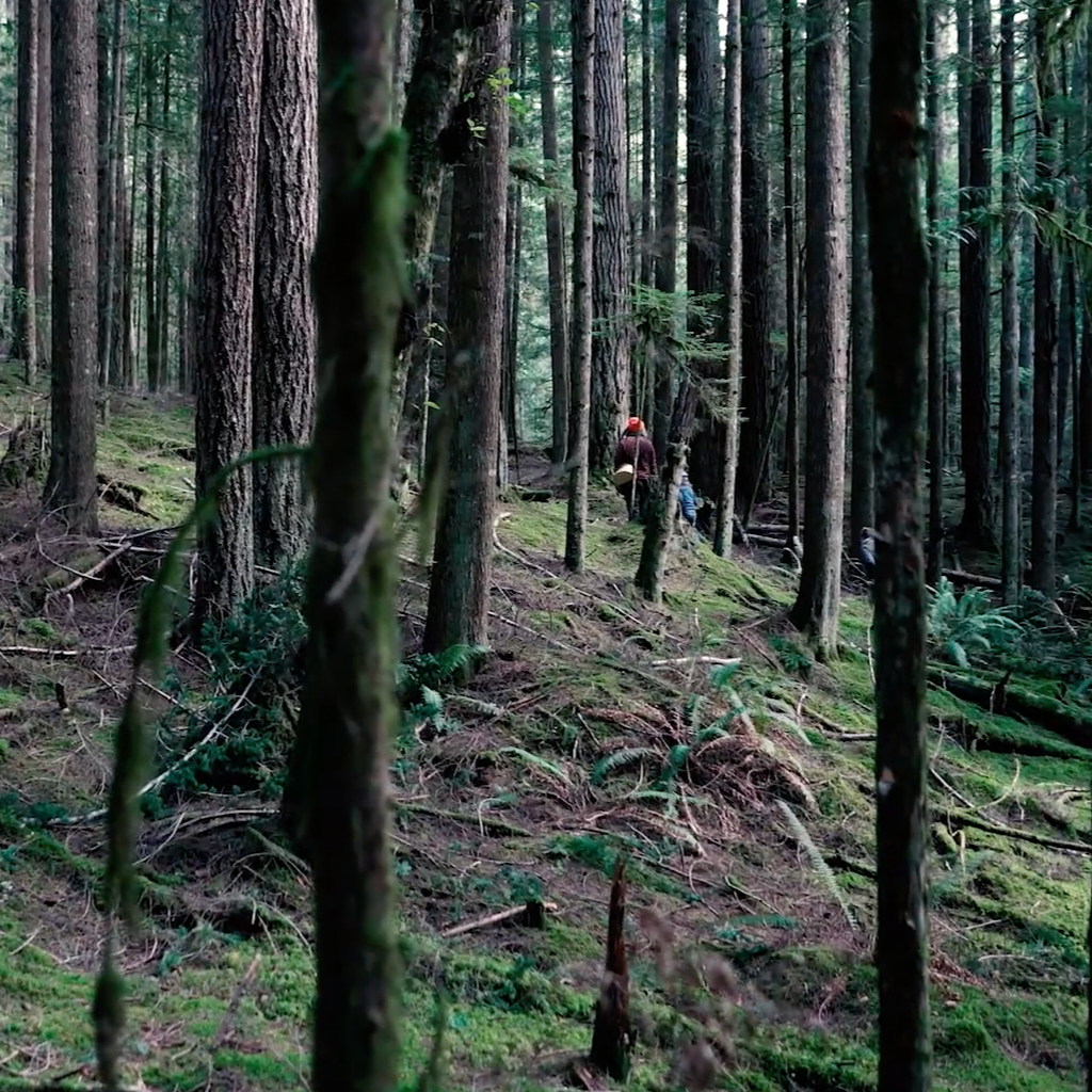 Mushroom Therapy Forest Bathing Walk