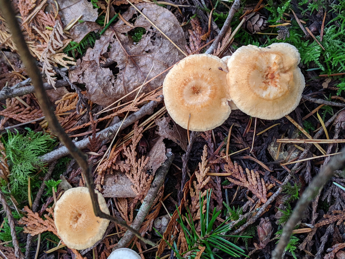 Intro to Medicinal Mushrooms