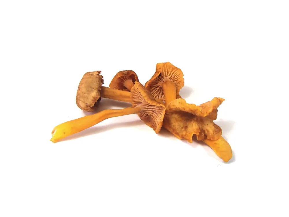 Shaggy Jack's Dried Yellowfoot Winter Chanterelles