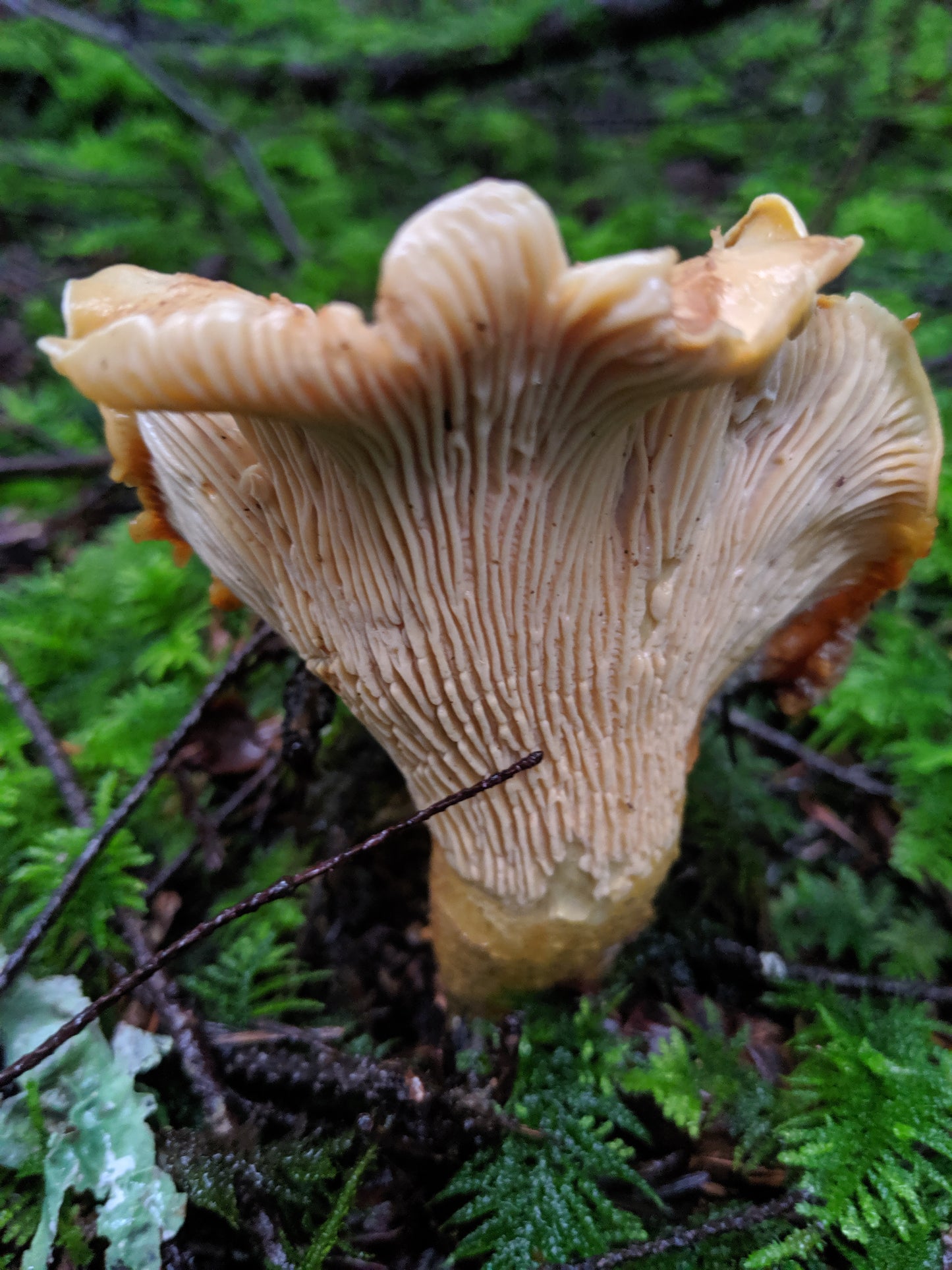 Wild Mushroom Foraging Adventure