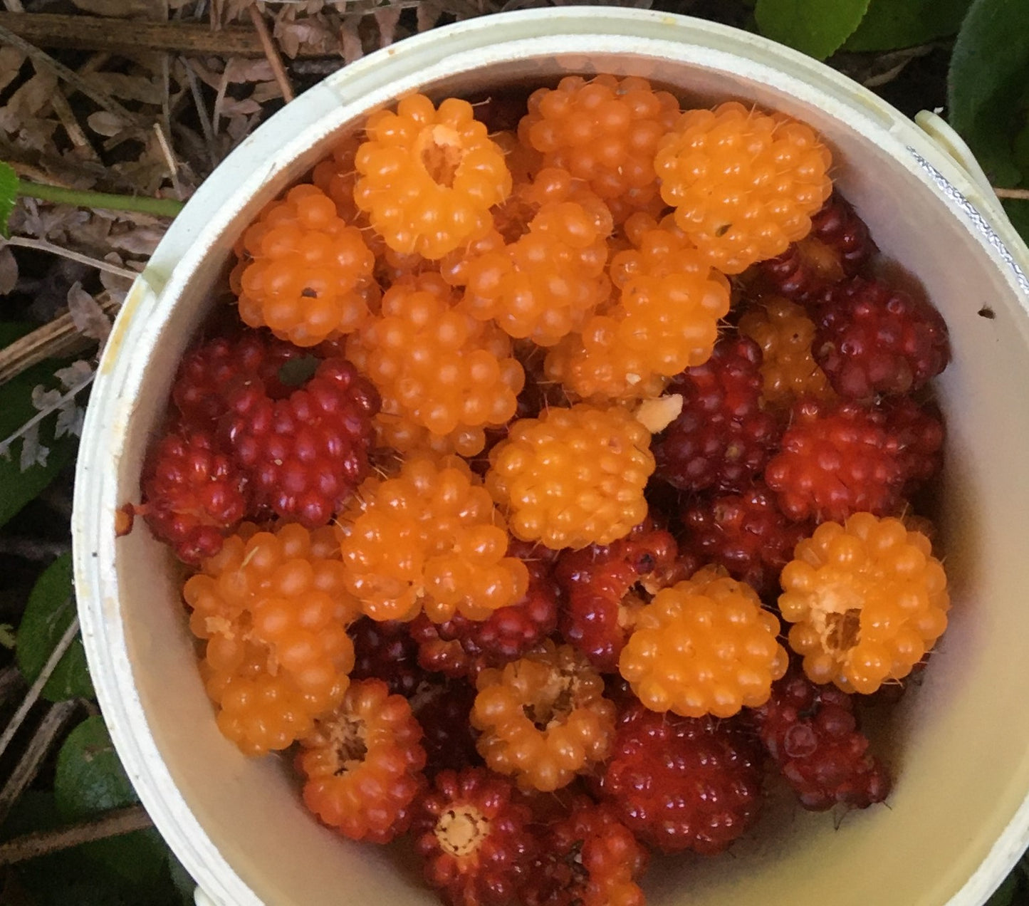 Forest Foraging Hike - Spring/Summer