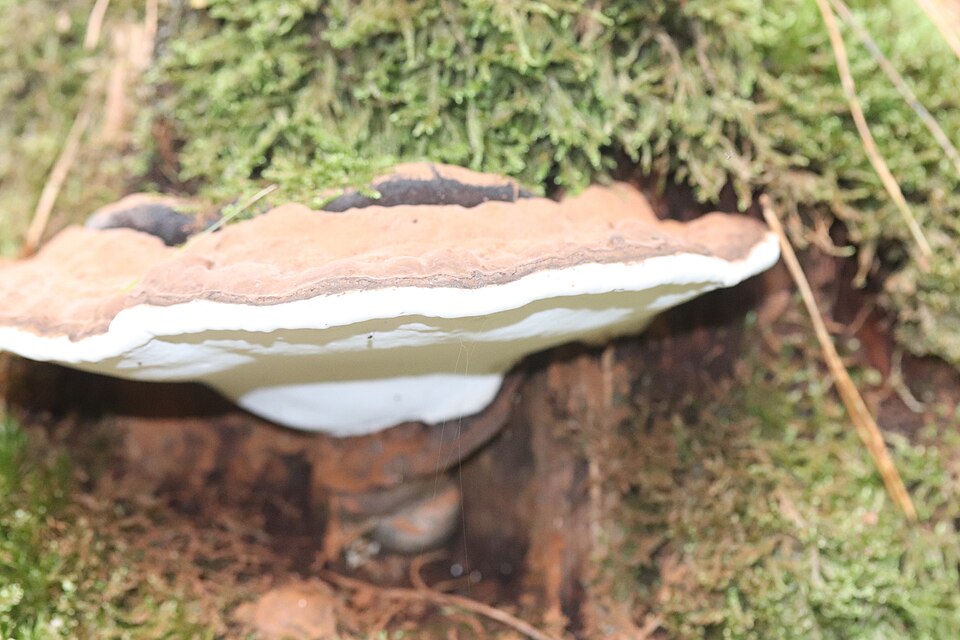Wild Mushroom Foraging For Beginners: Spring 2026