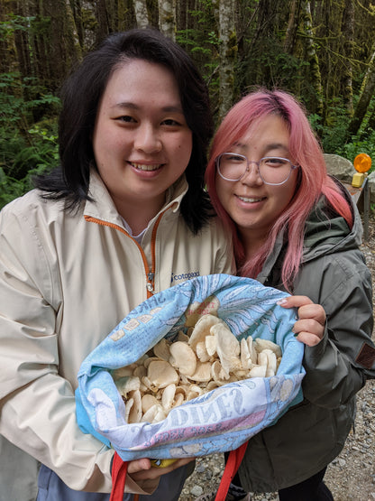 Wild Mushroom Foraging For Beginners: Spring 2026