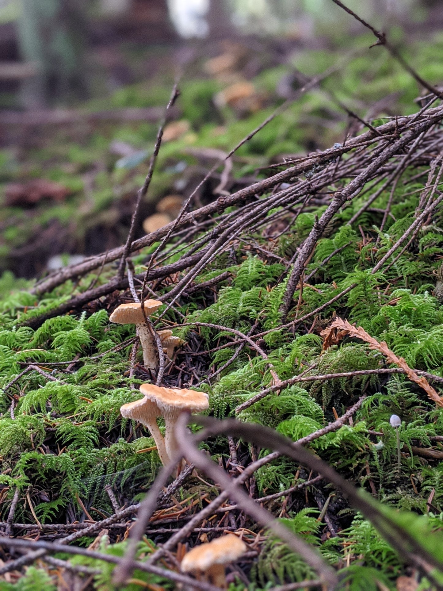 Spring Wild Mushroom Foraging Forest Walk