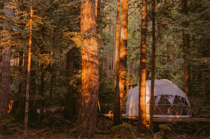 Foraged: A Wild Mushroom Retreat