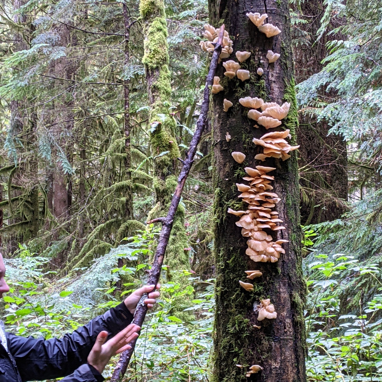 Wild Mushroom Foraging For Beginners: Spring