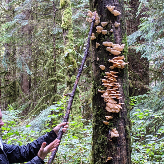 Spring Wild Mushroom Foraging Walk: In-Person Class + Forest Walk