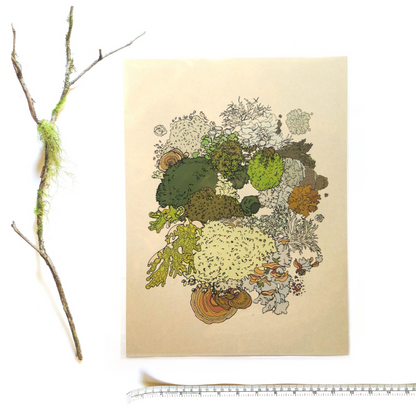 Wild Life Illustration Co. Moss and Lichen Print