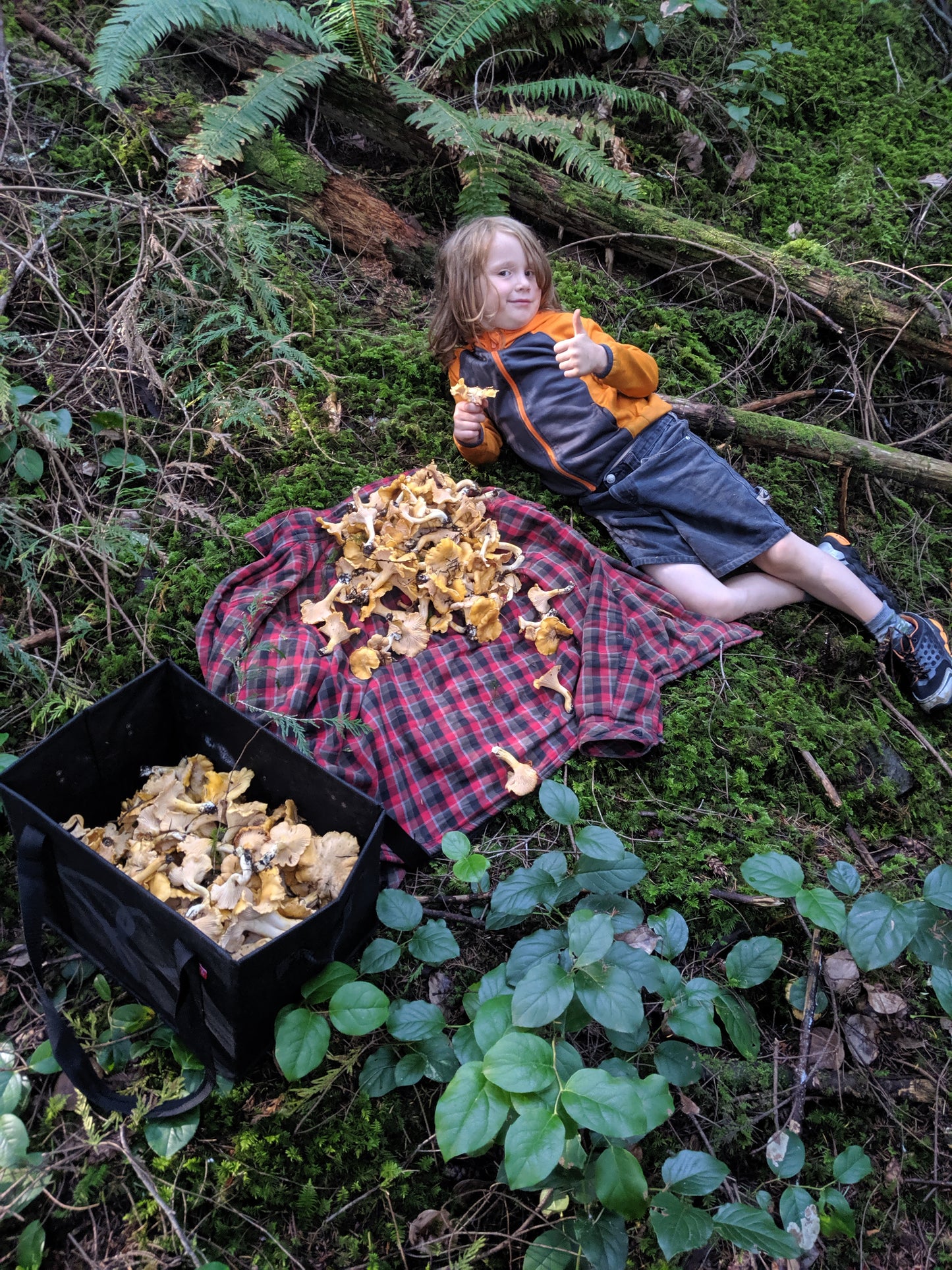 Wild Mushroom Foraging For Beginners (In-Person Class + Forest Walk)
