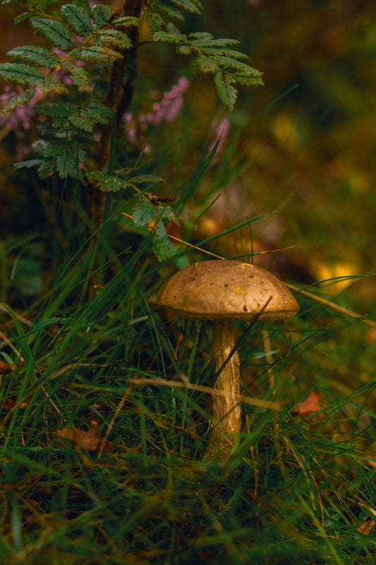 The History & Uses Of Magic Mushrooms