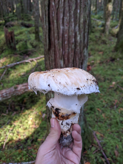 Wild Mushroom Foraging For Beginners Zoom Class
